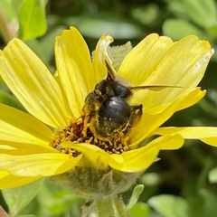 Melandrena