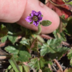Erodium brachycarpum