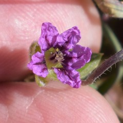 Erodium brachycarpum