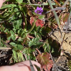 Erodium brachycarpum