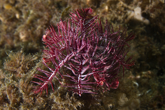 Crinozoa