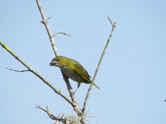 Euphonia chrysopasta