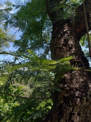 Anadenanthera colubrina