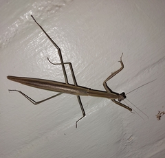 Tenodera australasiae