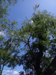 Anadenanthera colubrina