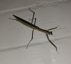 Tenodera australasiae