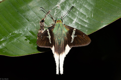 Telegonus chalco