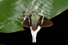 Telegonus chalco