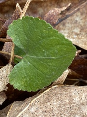 Rubus dalibarda