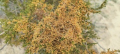 Cuscuta denticulata