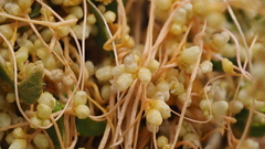 Cuscuta denticulata