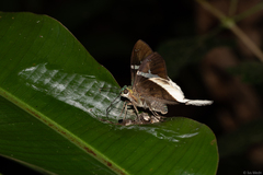 Telegonus chalco