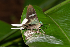 Telegonus chalco