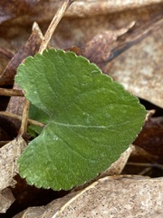 Rubus dalibarda