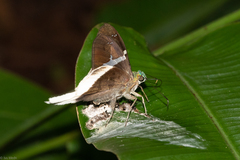 Telegonus chalco