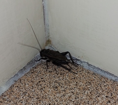 Teleogryllus commodus