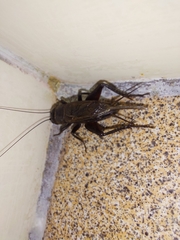Teleogryllus commodus
