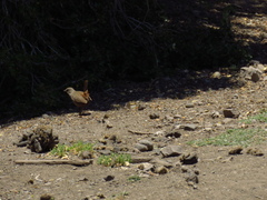 Pteroptochos megapodius