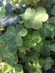 Oxalis oregana