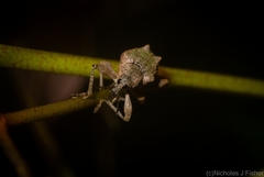 Eurychirus bituberculatus