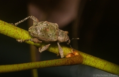 Eurychirus bituberculatus