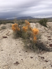 Cuscuta psorothamnensis