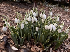 Galanthus elwesii