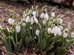 Galanthus elwesii