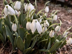 Galanthus elwesii