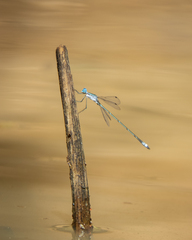 Lestes forficula