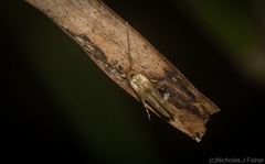 Stathmopoda rubripicta