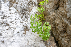 Heart-leaved Alexanders (Peucedanum cordatum)