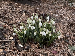Galanthus elwesii