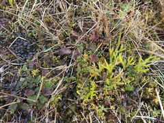 Lycopodium japonicum