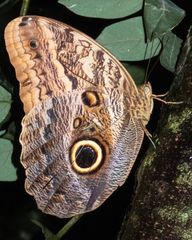 Caligo beltrao
