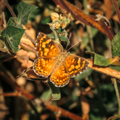 Aricoris campestris