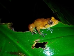 Diasporus diastema