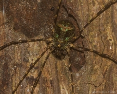 Neopantopsalis pentheter