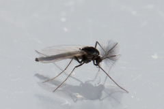 Orthocladiinae
