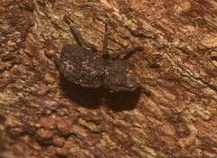 Mychestes pascoei