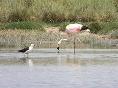 Phoenicoparrus andinus