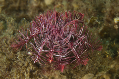 Crinozoa