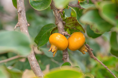 Punica protopunica image