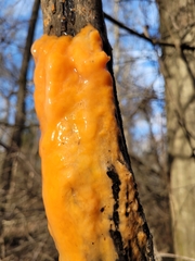 Fusicolla merismoides