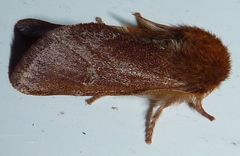 Psaphida styracis