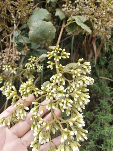 Jungia ferruginea
