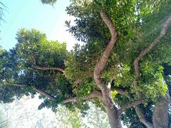 Planchonella cinerea