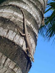 Green-Bellied Tree Skink photo 5