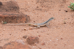 Tropidurus semitaeniatus