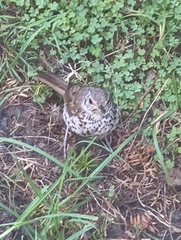 Turdus philomelos clarkei